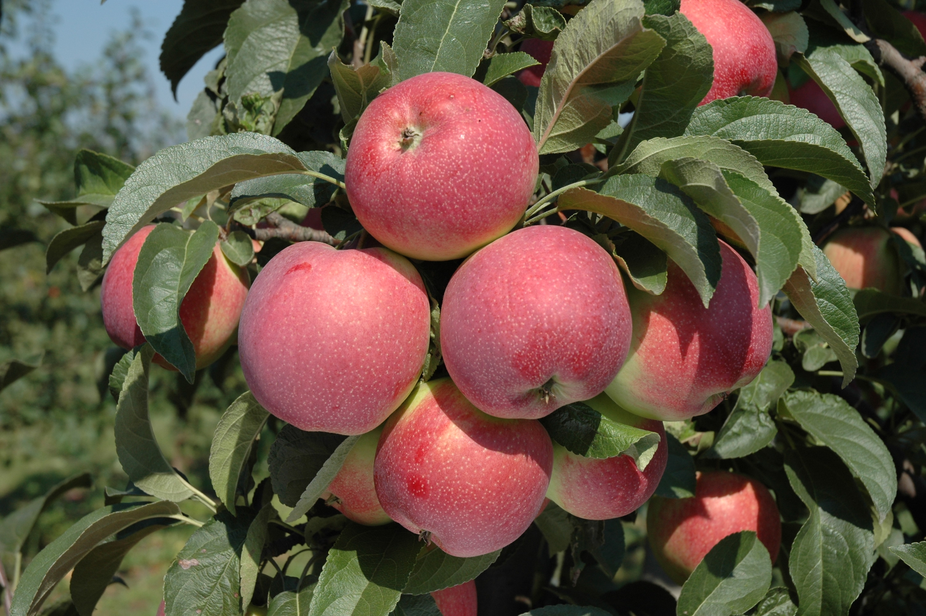 Czym charakteryzują się odmiany jabłek hodowli Instytutu Ogrodnictwa – dr inż. Mariusz Lewandowski
